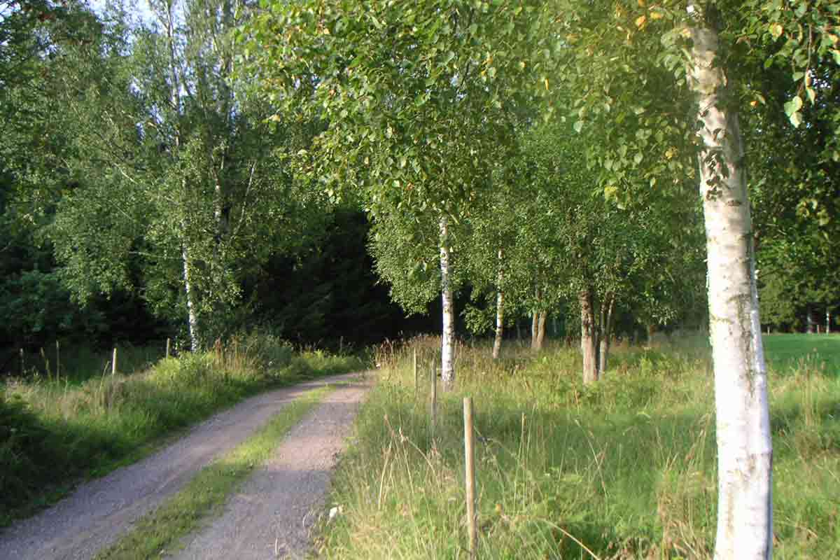 Schwedische Landschaft