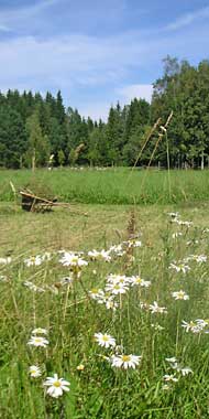 Schwedische Landschaft